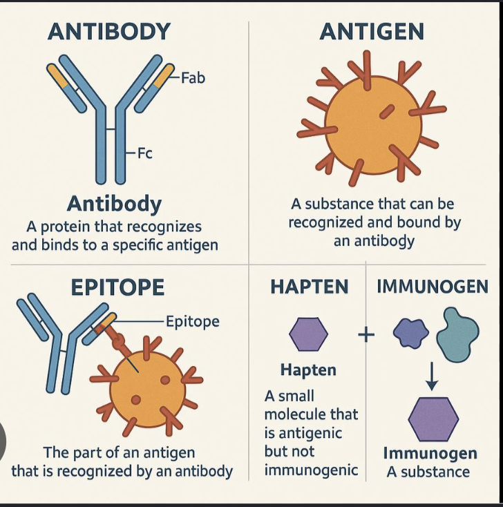 <p>antigen (protein from a bacteria or virus)</p>