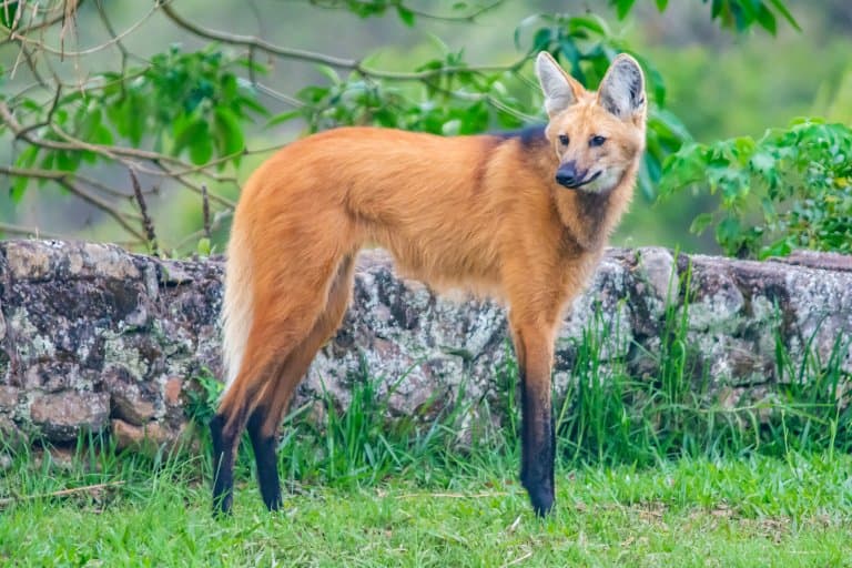 <p>Common Name: Maned Wolf </p><p>Order: Carnivora </p><p>Family: Canidae</p>
