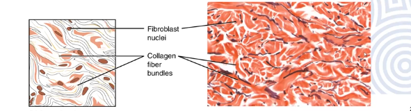<p>Fibre direction is random, tissue has greater strength in all directions but less in one direction</p><p>Found in dermis of the skin</p>