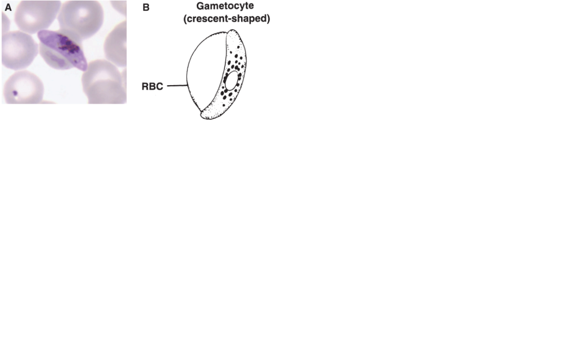 <p>Name the protozoan</p>