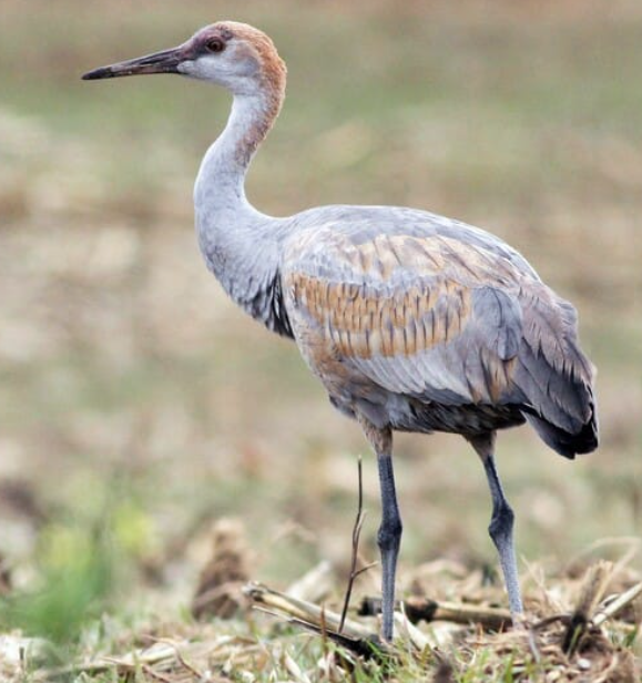<p>Sandhill crane</p>