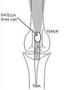 <p>Sesamoid Bones </p>