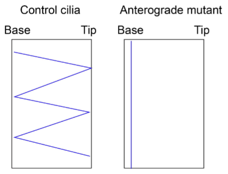 <p>Anterograde trafficking refers to proteins moving from the base to the tip of the cilia.</p><p>To monitor defects in anterograde trafficking in the particular ciliopathy, I will measure the trafficking trajectory of a labelled protein (or fusion protein – can’t use an antibody for live imaging) that is known to be involved in anterograde trafficking using live imaging on a Kymograph comparing the movement on primary cilia in wildtype and mutants. Sketch could also just show retrograde movement (tip-base)</p>