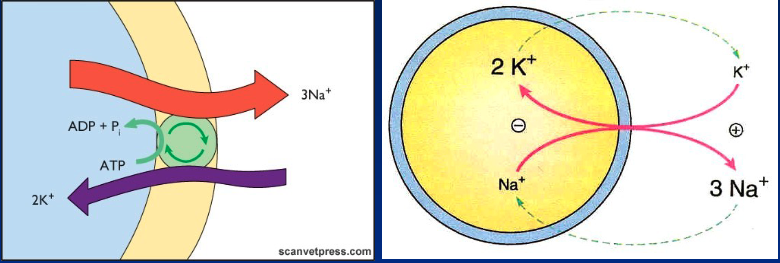 <ul><li><p>Concentration of ions remains relatively constant inside the cell → needs to compensate for diffusion leakage</p></li><li><p>Na+/K+ pump: pumps 3 Na+ out and brings 2 K+ in</p></li><li><p>Goes against concentration gradients and for Na+, against the membrane polarity (outside already positive relative to inside)</p></li><li><p>Requires a lot of energy up to 40% of ATP availability</p></li></ul><p></p>