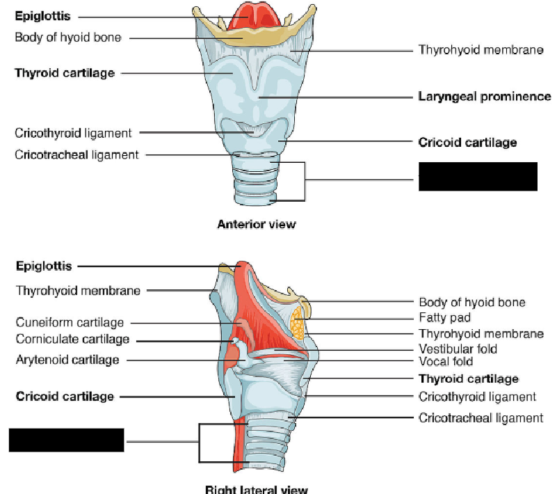 <p>the 16 to 20 C-shaped rings of strong, flexible hyaline cartilage that form the structural framework of the human windpipe (trachea)</p>
