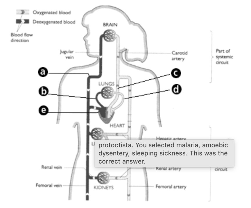 <p>C represents… - Animals </p>