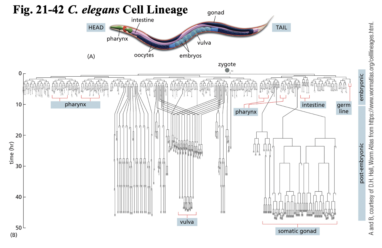 <ul><li><p><em>C. elegans</em> Nematode Worm → model organism</p><ul><li><p>animal model</p></li><li><p>transparent embryos</p></li><li><p>959 somatic cells</p></li></ul></li><li><p>Mutant worm → extra 131 cells</p><ul><li><p>led to current understanding of PCD</p></li><li><p>Cell Death genes discovered = caspase genes</p></li></ul></li></ul><p></p>
