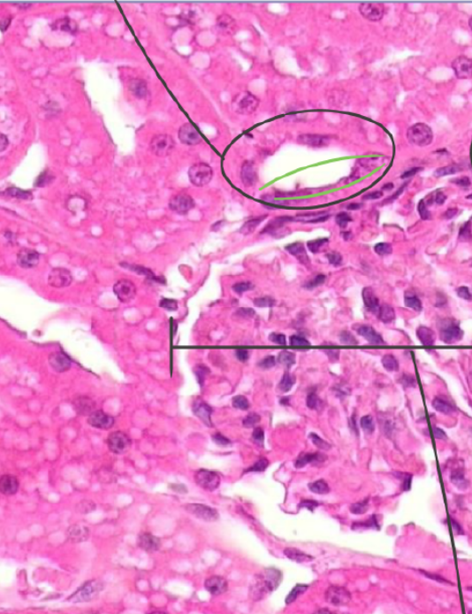 <p>what is circled in black (glomerulus)</p>