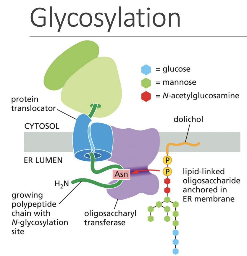 <p>1: “Dolichol” membrane lipid holding Oligosaccharide binds to Asparagine in “Oligosaccharyl Transferase” protein<br></p>