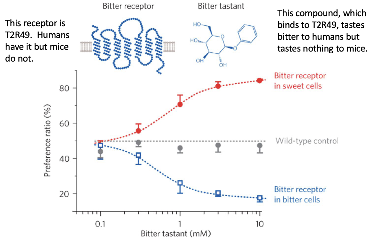 <ul><li><p>Mice <strong>don’t naturally have T2R49</strong></p></li><li><p>Insert T2R49 into:</p><ul><li><p><strong>Bitter cells → mice avoid tastant</strong></p></li><li><p><strong>Sweet cells → mice prefer same tastant</strong></p></li></ul></li></ul><p></p>