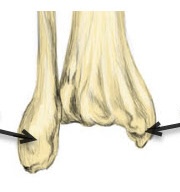 <p>The prominent bony bump on either side of your ankle</p>
