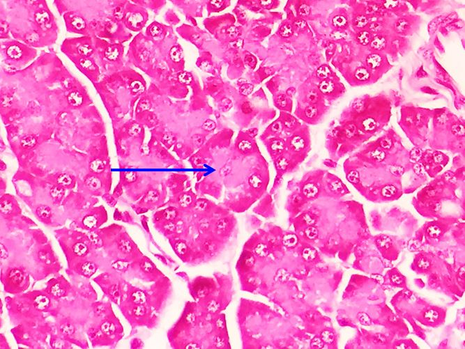 <p>Tế bào gì ?</p>