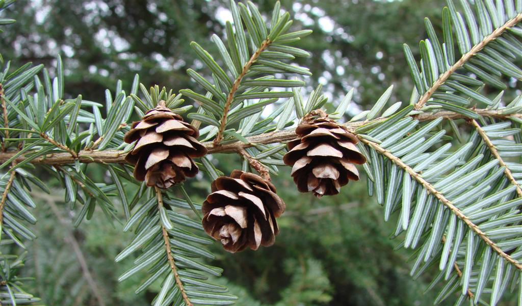 <p>Tsuga canadensis</p>