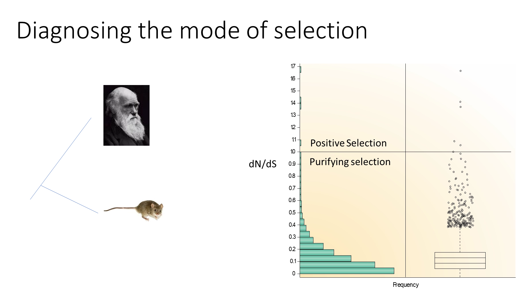 <ul><li><p>due to the <strong>redundant </strong>nature of the genetic code, some mutations are <strong>synonymous </strong>and do not change the proteins, so are <strong>likely neutral </strong>and <strong>not under selection</strong></p></li><li><p><strong>non-synonymous </strong>mutations are more likely to be deleterious/beneficial and so under selection</p></li><li><p>we can test the mode of selection by comparing the rates of evolution at synonymous (dS) and non-synonymous (dN) sites:</p><ul><li><p><strong>no selection- dN/dS = 1</strong></p></li><li><p><strong>purifying selection</strong> (removing deleterious mutations)- <strong>dN/dS < 1</strong></p></li><li><p><strong>positive selection- dN/dS > 1</strong></p></li></ul></li><li><p>this is <strong>not foolproof</strong>, because when we compare distantly diverged species, positive selection events are <strong>masked </strong>because over a long time frame, additional neutral evolution events will push dN/dS lower</p></li><li><p>with distantly diverged species the overwhelming majority of data points are less than one, but this proportion decreases when comparing more recent diversions</p></li></ul><p></p>