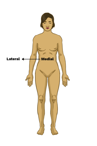 <p>Away from the midline wW</p>