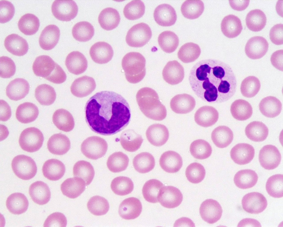 <p>Identifica el tejido y las células presentes</p>