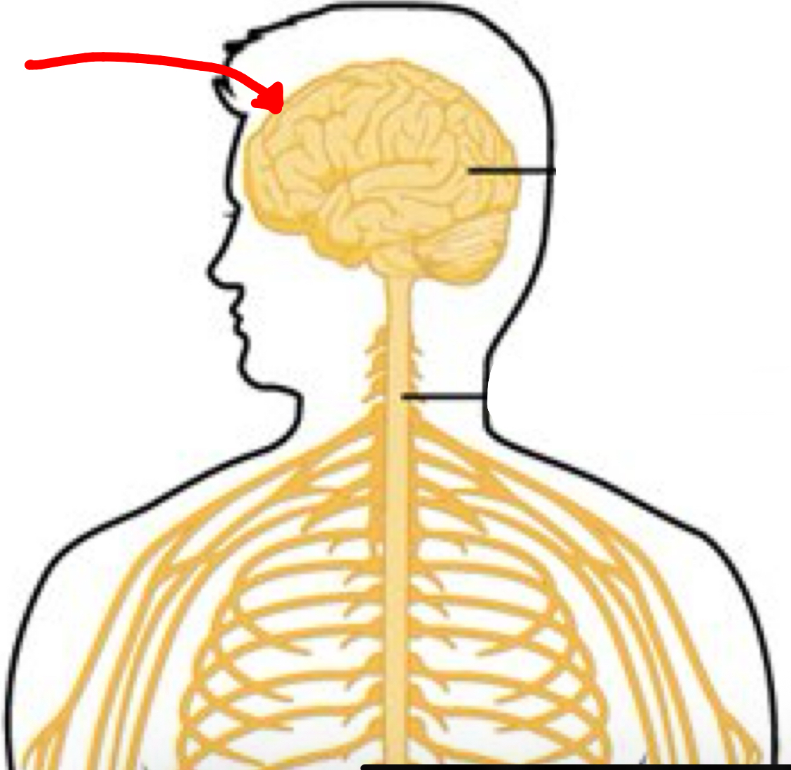 <p>Identify the 2 organ the red arrow it pointing to</p>