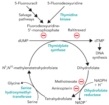 <p>Inhibitors of Thymidylate Synthesis</p>