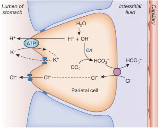 <ul><li><p>Inside the parietal cell, carbonic anhydrase catalyzes the reaction: CO<sub>2</sub> + H<sub>2</sub>O → H<sub>2</sub>CO<sub>3</sub> → H<sup>+</sup> + HCO<sub>3</sub><sup>-</sup> to produce H<sup>+</sup> for acid secretion and HCO<sub>3</sub><sup>-</sup> as a byproduct</p></li><li><p>H<sup>+</sup> ions are then actively secreted into the stomach lumen via H<sup>+</sup>/K<sup>+</sup>-ATPase (proton pump)</p></li><li><p>At the basolateral membrane, HCO<sub>3</sub><sup>-</sup> is exchanged for Cl<sup>-</sup> (chloride shift); HCO<sub>3</sub><sup>-</sup> enters the blood and Cl<sup>-</sup> that entered the parietal cell will diffuse into the lumen where it combines with H<sup>+</sup> to form HCl</p></li></ul><p></p>
