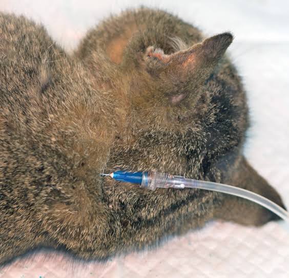 <p>Maintenance fluid rate for Cats</p>