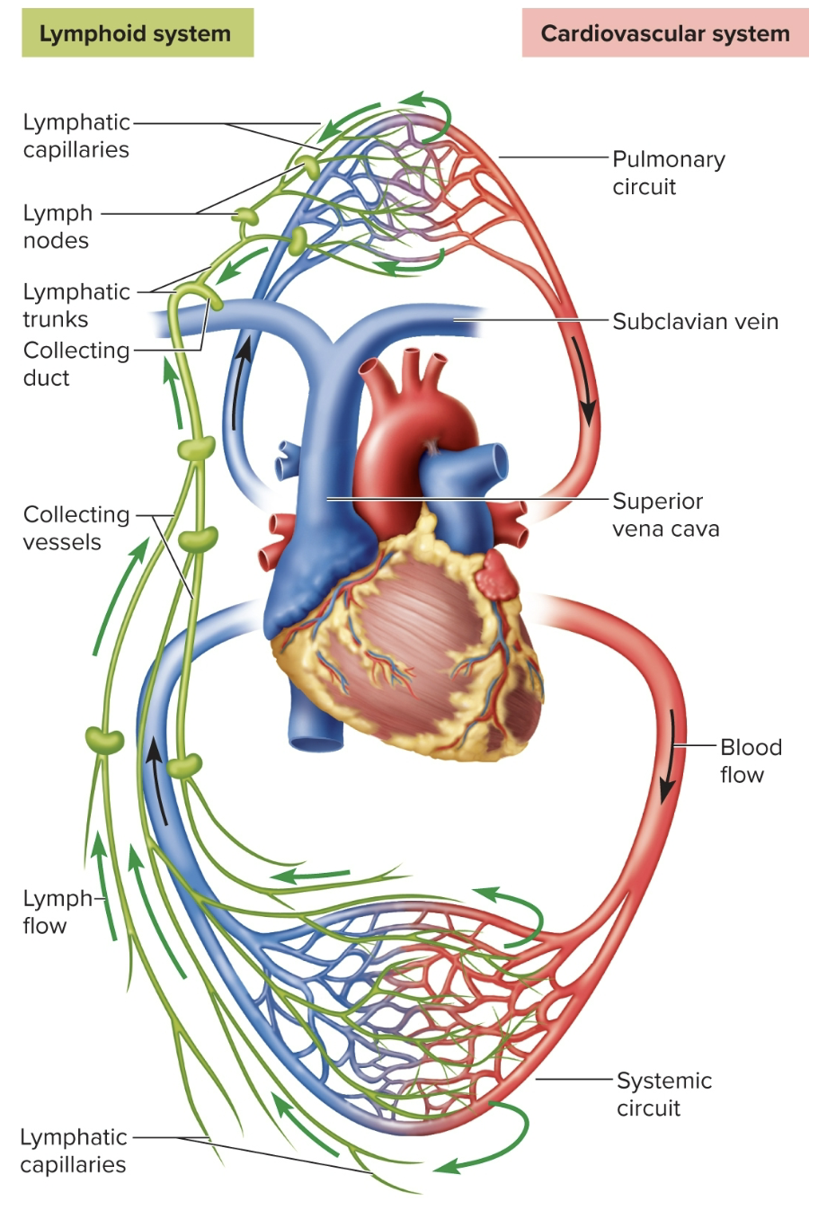 <p>subclavian veins: lymphatic vessels</p>