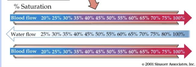 <p><strong>countercurrent flow</strong> → water goes right to left, blood goes left to right in gills</p><ul><li><p>water loses O<sub>2</sub> as it travels</p></li><li><p>blood always has less O<sub>2</sub> than water</p></li><li><p>blood continues to pick up O<sub>2</sub> and gets to 100% saturation</p></li><li><p><em>considered the most efficient of any other animal group</em></p></li></ul><p><strong>concurrent flow</strong> → blood and water both go left to right in gills</p><ul><li><p>about halfway, both become 50% saturated</p></li><li><p>now, there is no diffusion gradient, and blood would not obtain more O<sub>2</sub> </p></li><li><p>so max oxygen saturation % is just 50%</p></li></ul><p></p>