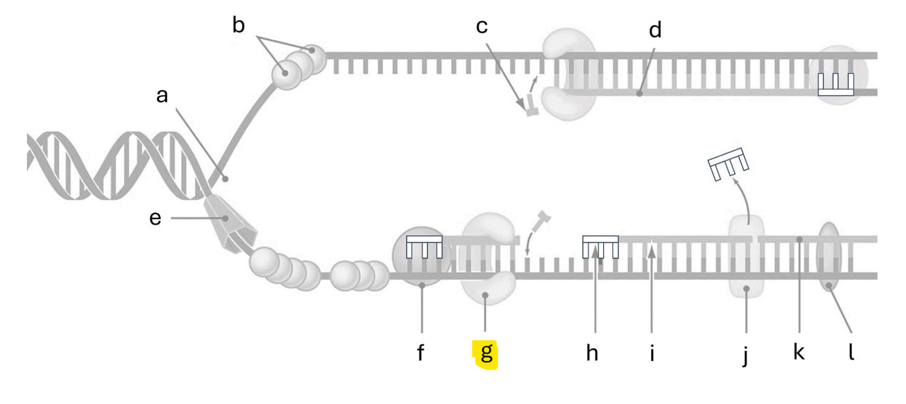 <p>DNA polymerase III</p>