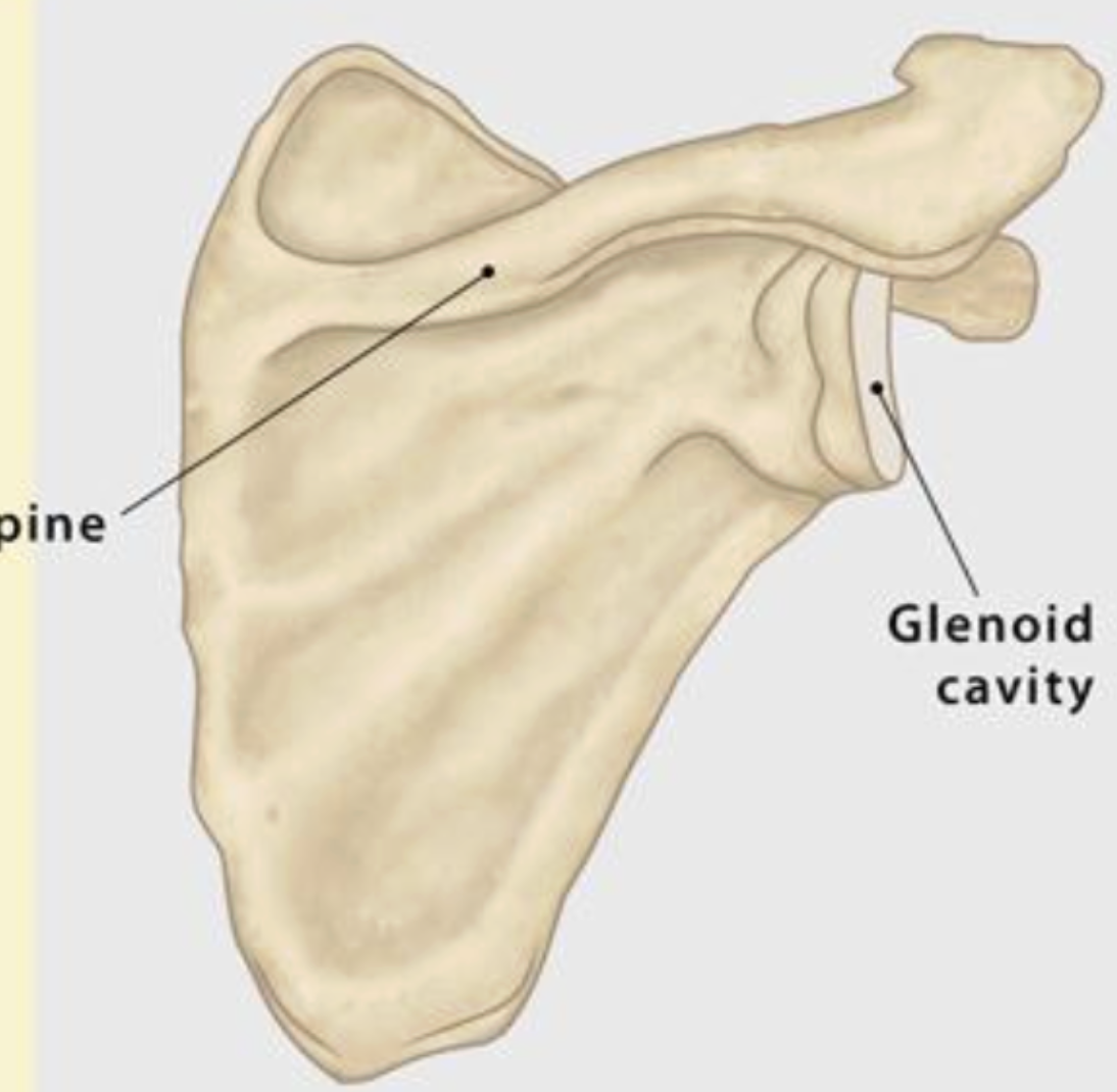 <p>(posterior view)</p>