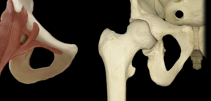 <p>Obturator foramen</p>