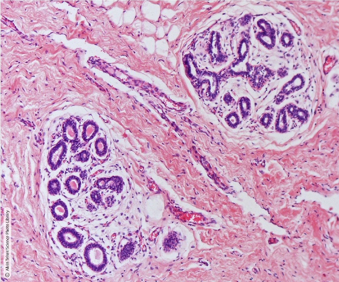 <p>Identify the Histology</p>
