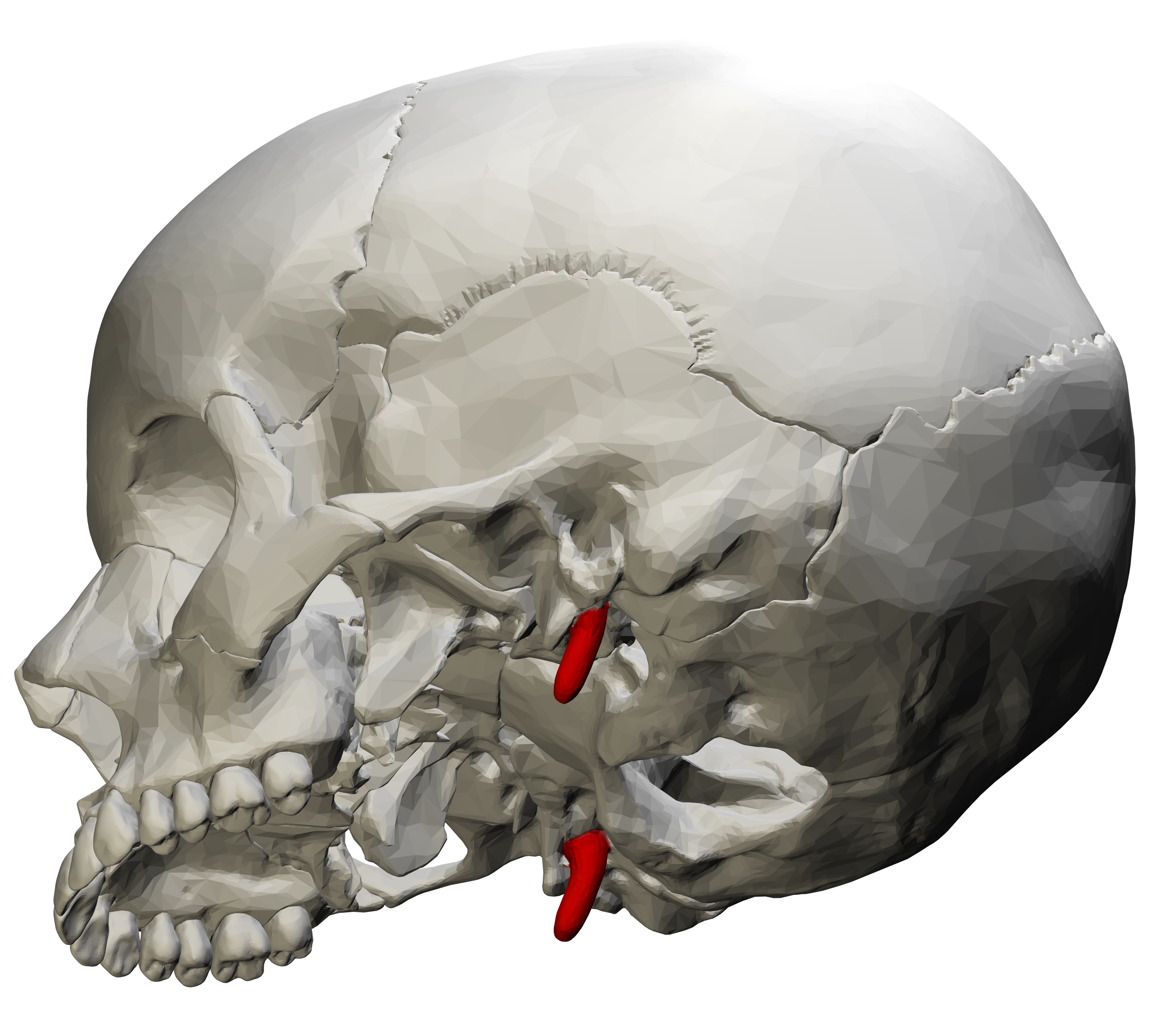 <p>Slender process extending down from bottom of temporal bone. Attachment for neck and throat muscles (breaks easily on models)</p>
