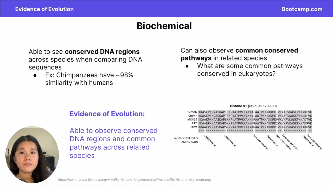 <p>Chimpanzees share 98% similarity in their DNA with humans </p>