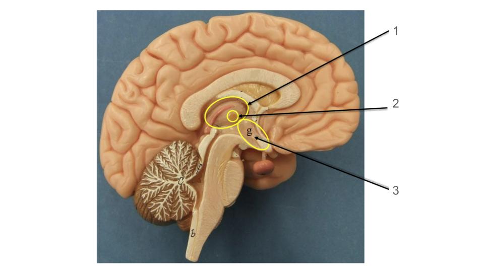 <p>3, structure</p>