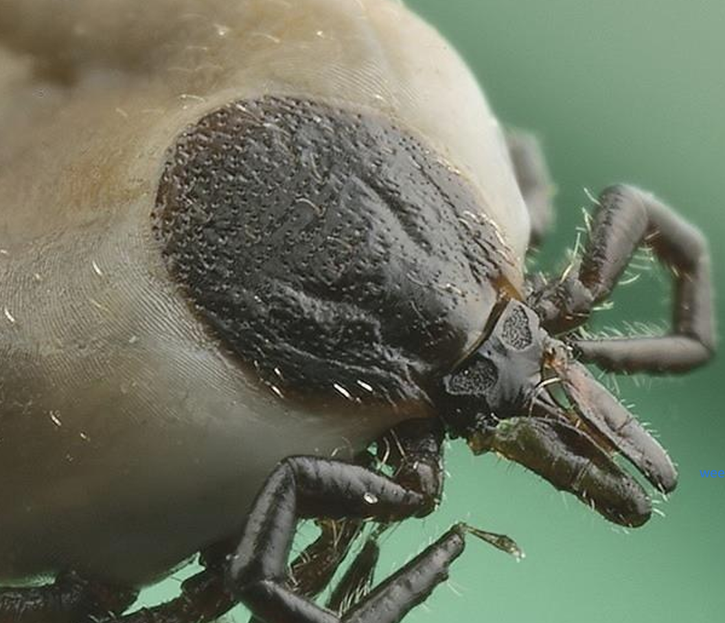 <p>Subklasse Acari (teken en mijten)</p>