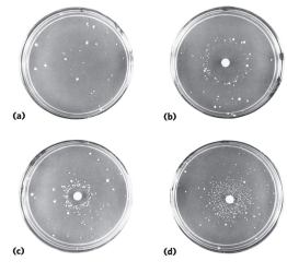 <p>The Ames test is used to determine if a chemical causes mutations in DNA (is mutagenic). It uses <em>Salmonella typhimurium</em> with a mutation in the histidine synthesis pathway, so the bacteria cannot make histidine and cannot grow on histidine-free media. A small circle of Whatman filter paper soaked in a potential mutagen is placed on the plate. If colonies grow, it means mutations occurred that restored histidine synthesis. More colonies indicate higher mutagenicity, and colonies farther from the center indicate the chemical is mutagenic at lower concentrations. This test can be applied to humans because DNA is chemically similar in all organisms, so chemicals that cause mutations in bacteria will usually also cause mutations in human DNA. The restored histidine synthesis in bacteria is just a reporter for DNA mutations—humans don’t gain the ability to make histidine, but the chemical could still cause mutations in human DNA.</p>