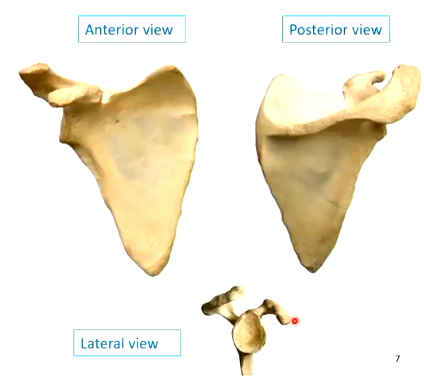<ul><li><p>bony ridge is called the spine of the scapula</p></li><li><p>processes: acromion and coracoid </p></li><li><p>acromion is on the top right of the posterior view, top left of lateral view</p></li><li><p>coracoid is the other smaller bit that sticks out</p></li><li><p>fossae for muscle attachment</p></li><li><p>glenoid fossa</p></li></ul><p></p>