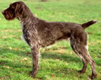 <p>welk type hond is dit</p>