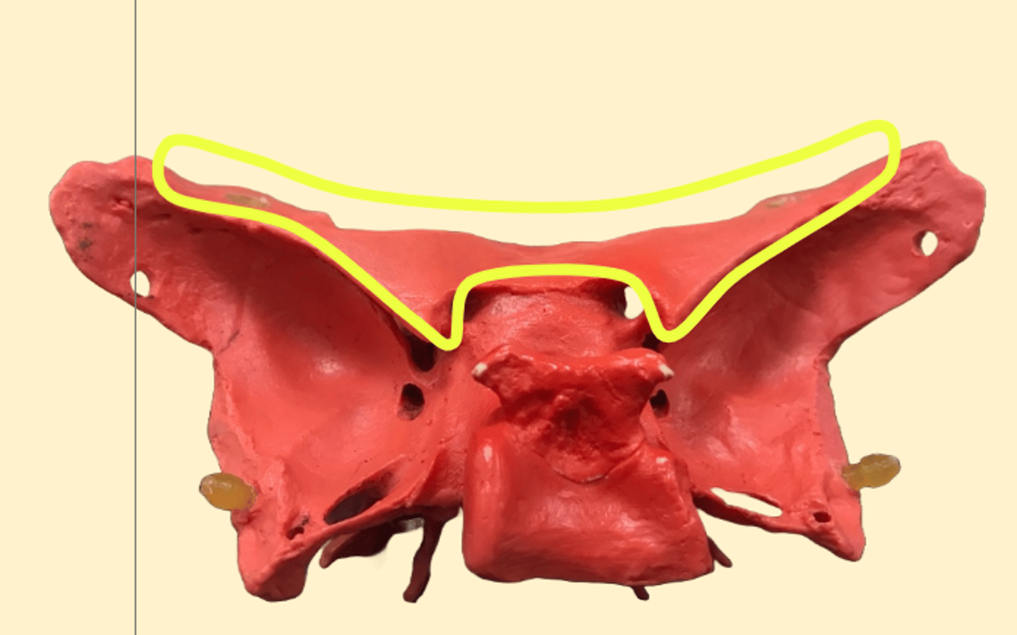 knowt flashcard image