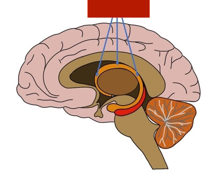 <p>the curved swirly bit underneath the corpus callosum </p>