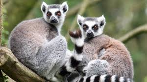 <p>Family: lemurs </p>