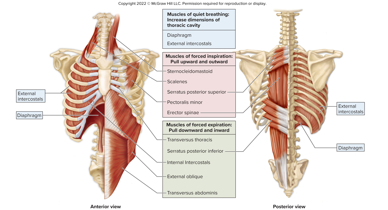 <p>Muscles of Quiet/Normal Breathing</p><ul><li><p><strong>Diaphragm</strong></p></li><li><p><strong>External Intercostals</strong></p></li></ul><p>Muscles of Forced Inspiration: Pull up and outward</p><ul><li><p>Sternocleidomastoid</p></li><li><p>Scalenes</p></li><li><p>Serratus Posterior Superior</p></li><li><p>Pectoralis Minor</p></li><li><p>Erector Spinae</p></li></ul><p>Muscles of Forced Expiration: Pull down and inward</p><ul><li><p>Transversus Thoracis</p></li><li><p>Serratus Posterior Inferior</p></li><li><p>Internal Intercostals</p></li><li><p>External Oblique</p></li><li><p>Transversus Abdominis</p></li></ul><p></p>