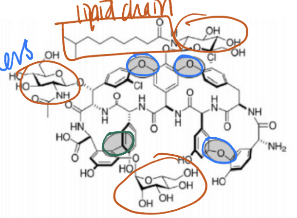 <p>Glycopeptides (Like vancomycin)</p>