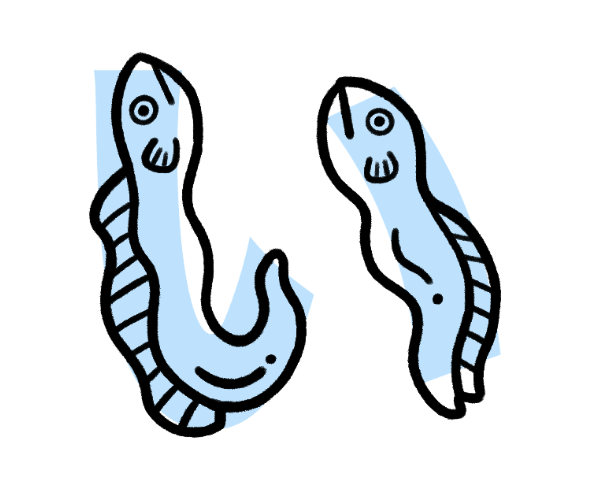 <p>“I” (like in eel) → picture two eels upright (upright because of the “i”)</p>