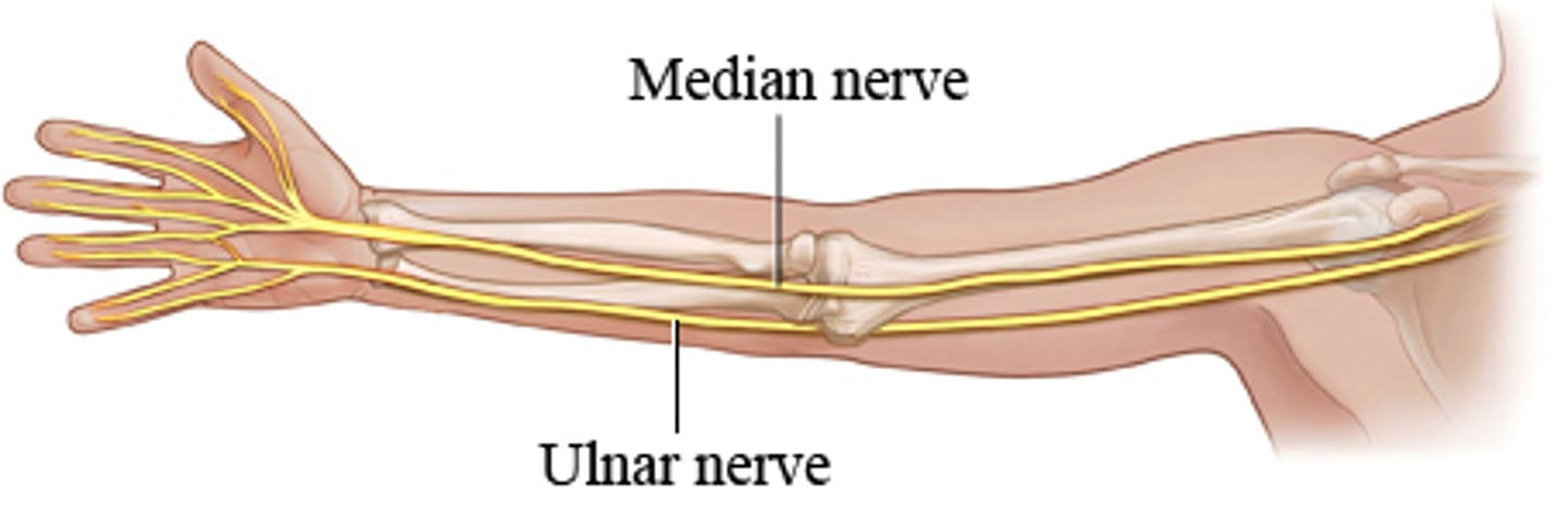 <p>Medial 1/2: Ulnar nerve</p><p>Lateral 1/2: Median nerve</p>