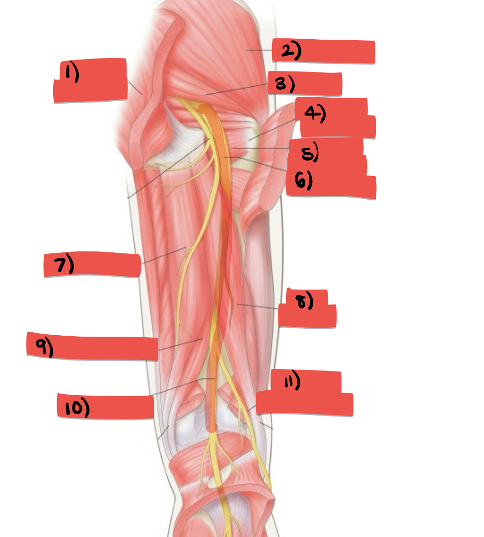 <p>label structures 6-8</p>
