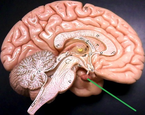 <p><span>pituitary</span></p>