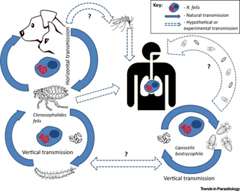 <p>Explain the tranmission of murine typhus and cat flea typhus using the picture provided. </p>
