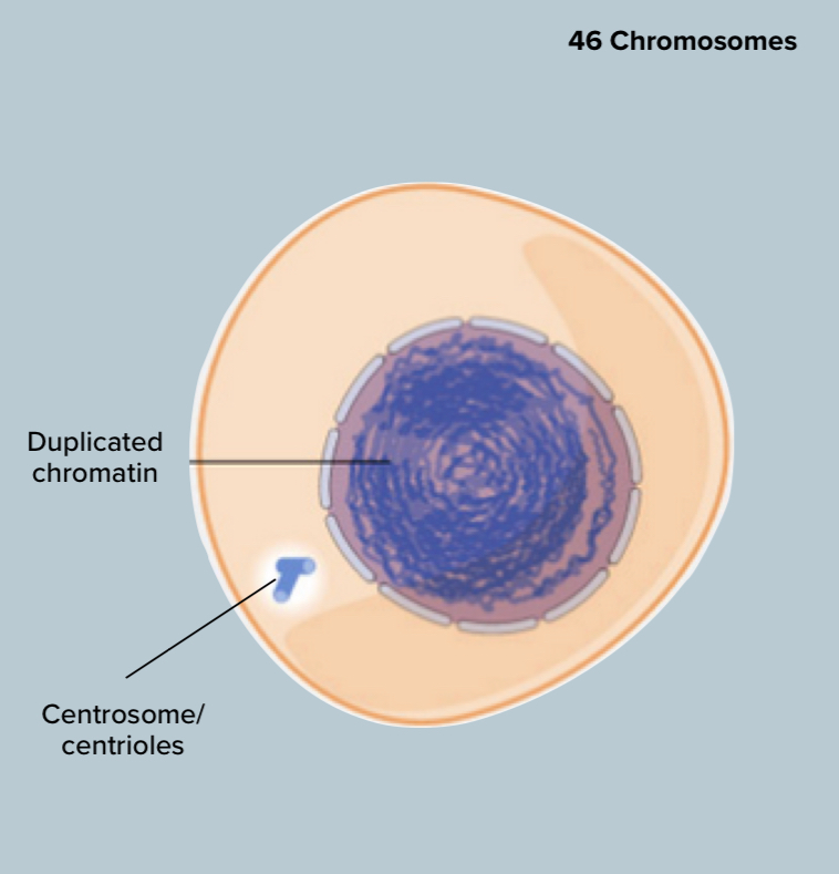 <ul><li><p>Chromatin is duplicating</p></li><li><p>Cell is growing</p></li></ul><p></p>