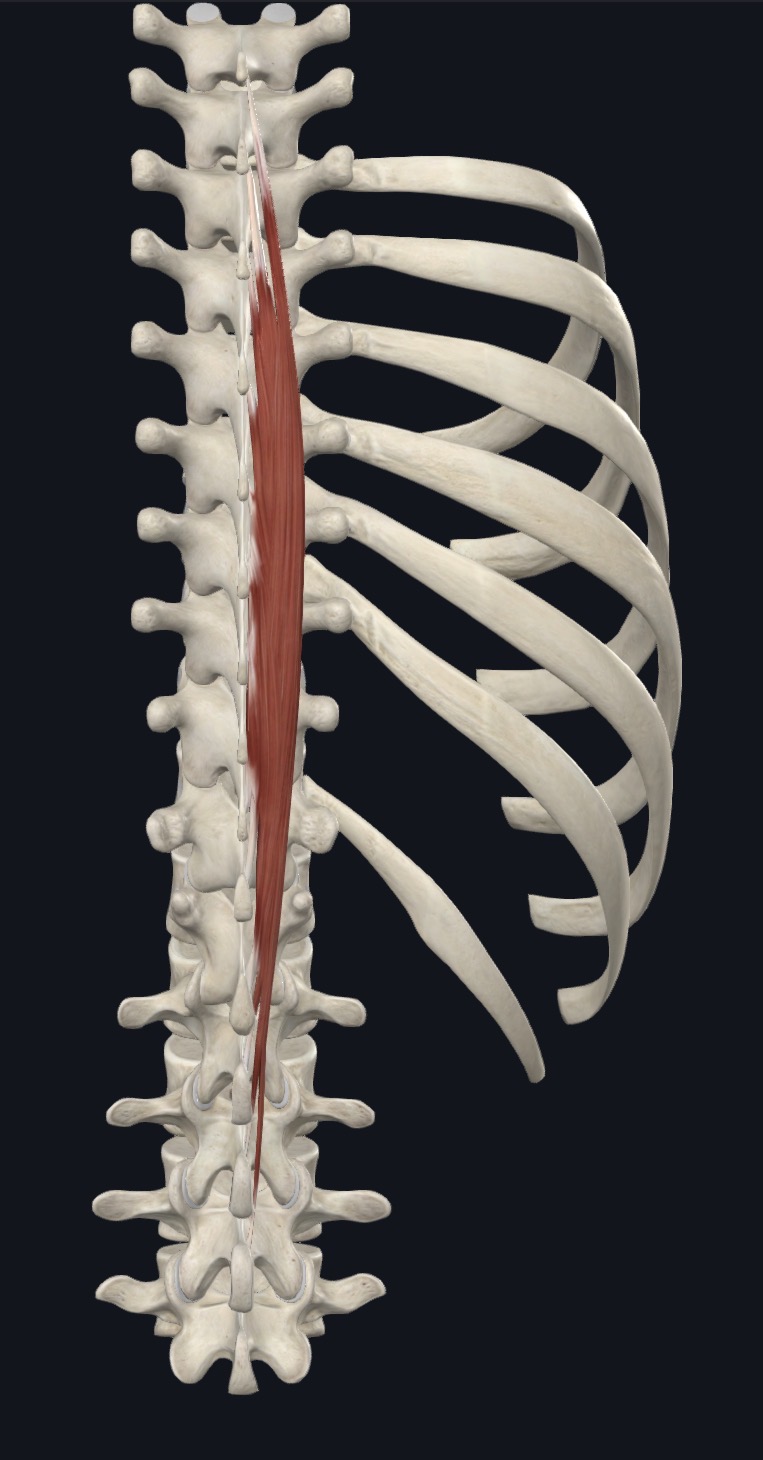<p>Spinalis Thoracis <strong>Action</strong></p>