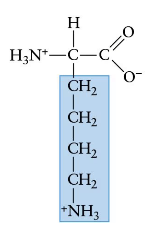 <p>(Lys, K) | Electrically charged side chain (basic)</p>